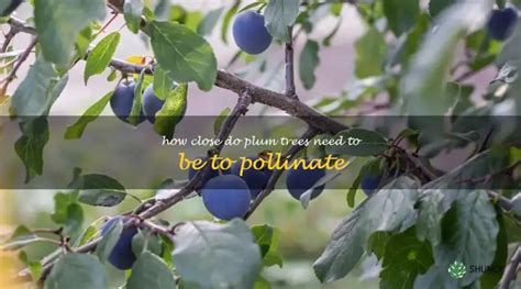 Understanding The Pollination Requirements Of Plum Trees How Close Is