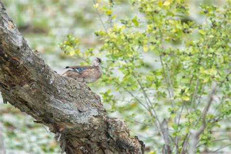 Ilmaisia Kuvia puu luonto haara talvi kukka villieläimet orava