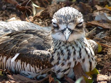 Female Bush Stone Curlew Burhinus Grallarius Female Bush Flickr