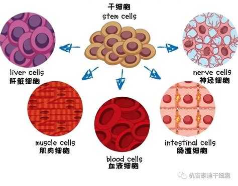 干细胞移植治疗慢性肾病中的国内外临床研究应用 杭吉干细胞科技