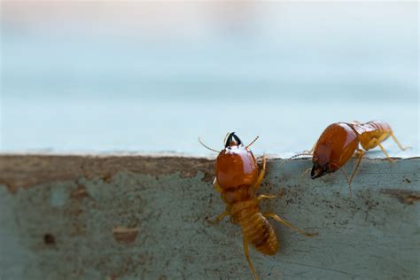 Arrow Exterminators Termite Control And Inspection Serving Atlanta Ga