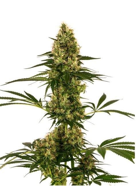 Semillas Blue Bullet Auto De Sensi Seeds Themariashop