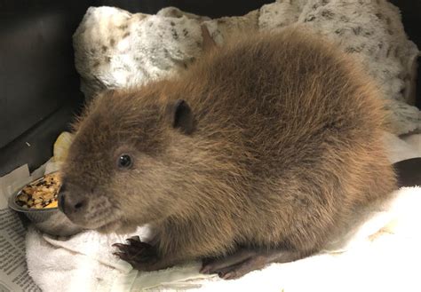 Caring For Baby Beavers at WildCare - Wildcare Foundation