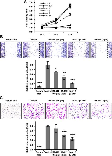 Im Inhibits The Migration And Invasion Of Mda Mb Cells A Mtt