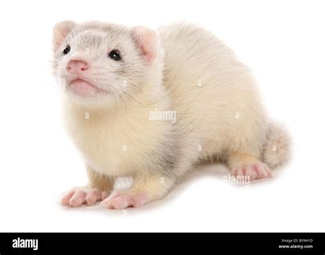 silver ferret studio portrait Stock Photo - Alamy