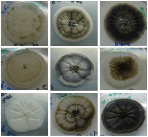 JoF | Special Issue : Sporothrix and Sporotrichosis