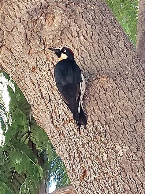 Seen This Dude At Work What Kind Of Bird Is This Rbirding