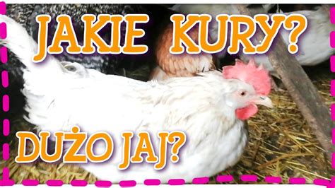 Jakie Kury Znoszą Dużo Jajek 🐔🥚🥚 Youtube