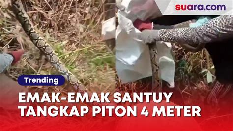 Viral Gerombolan Emak Emak Santai Tangkap Ular Piton Panjang 4 Meter