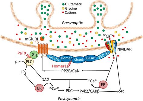 Biphasic Modulation Of Nmda Receptor Function By Metabotropic Glutamate