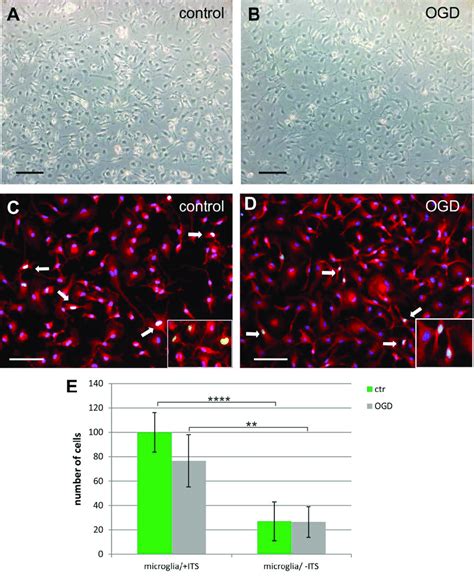 Microglia The First Cell Type Obtained From The Mixed Primary Culture Download Scientific