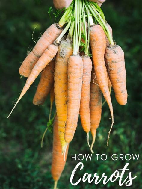 How To Grow Carrots At Home The Kitchen Garten