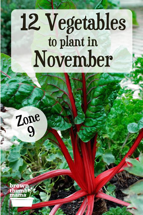 12 Vegetables To Plant In November Zone 9 Winter Vegetables