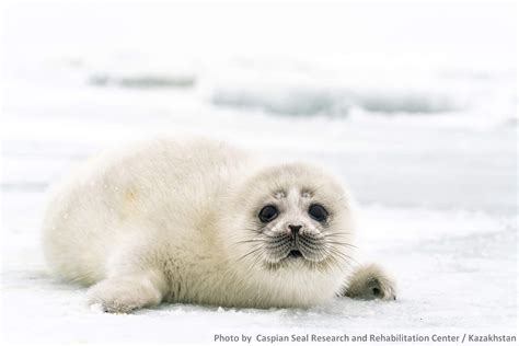 Saving The Caspian Seal Research Collaboration Of Kazakhstan And