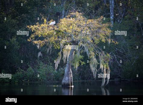 Tree With Spanish Moss Tillandsia Usneoides And American White Ibis