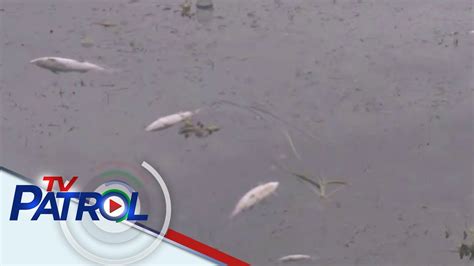 Tone Toneladang Bangus Naglutangan Sa Taal Lake Tv Patrol Youtube