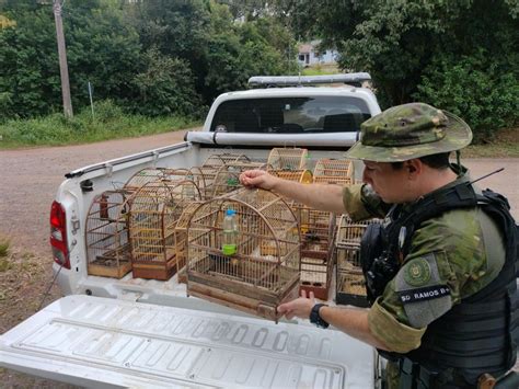 Brigada Militar Atrav S Do Batalh O Ambiental Resgata Mais De