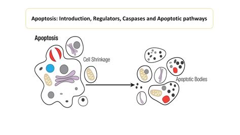 Types Of Caspases Microbiology Notes