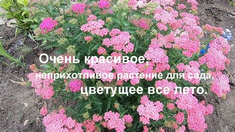 Красивое многолетнее растение, цветущее все лето. Незнакомый ...