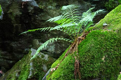 Free Images Tree Branch Leaf Flower Moss Green Jungle Botany