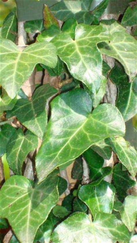 Hedera Helix Ivy Specialists London And Online Uk