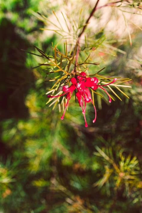 Planta Nativa Australiana Roja Grevillea Bon Accord En Un Hermoso Patio