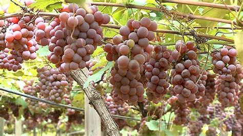 Vídeo Colheita da uva acontece no mês de março e a fruta é uma boa