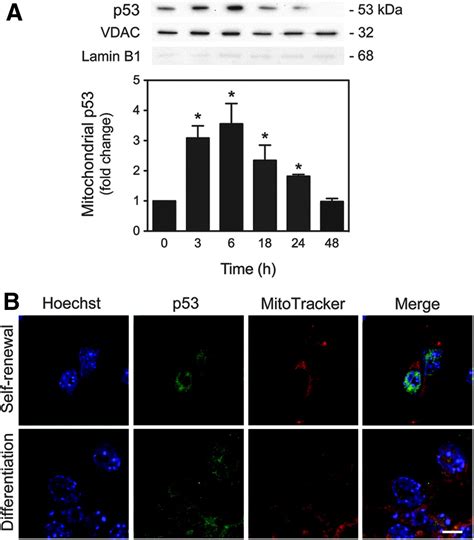 Mitochondrial Translocation Of P53 Modulates Neuronal Fate By