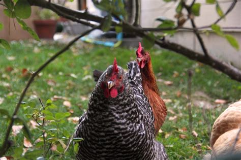 Chicken Backyard Hen Free Photo On Pixabay Pixabay