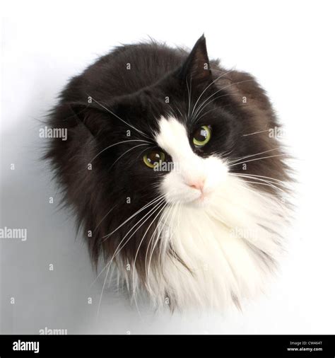 Norwegian Forest Cat Black And White Adult Indivual Sitting While