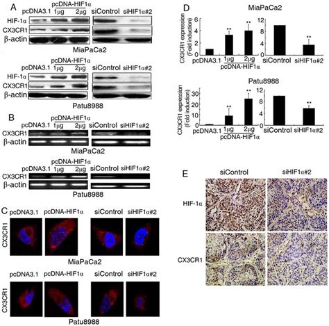 Hif A Directly Regulated The Expression Of Cx Cr A Miapaca
