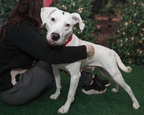 Celebrate 2024 With Your Kenton County Animal Services