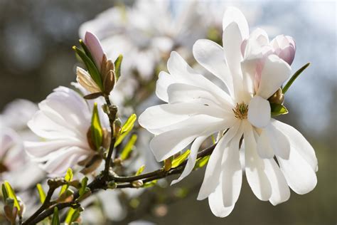 41 Types Of Trees With White Flowers For Your Home Or 47 Off