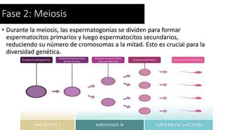 Espermatog Nesis Concepto Fases Y Conclusion Pptx Descarga Gratuita