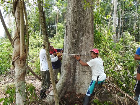 La Iniciativa De La Forestería Comunitaria Que Busca La Protección De Los Bosques Y Sus