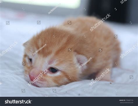 Photo De Stock Newborn Orange Tabby Kitten 776087155 Shutterstock