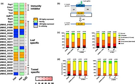 Crossspecies Analysis Between The Maize Smut Fungi Ustilago Maydis And