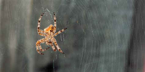 brown cat faced spider sitting in web - Salisbury Greenhouse