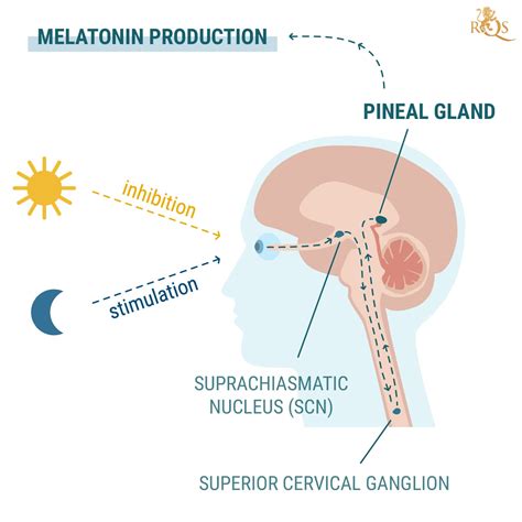 Egyptian Pineal Gland