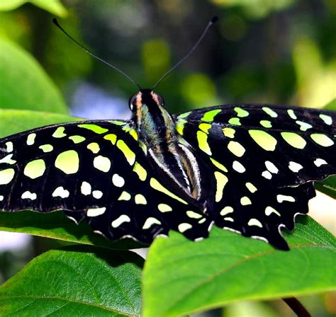 Green And Yellow Spotted Butterfly Photograph By Amy Mcdaniel Pixels