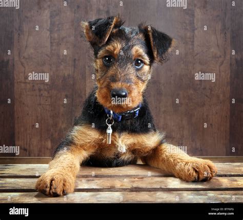 8 Weeks Old Little Airedale Terrier Puppy Dog With Its Paws On A Crate