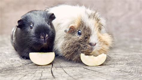 The Ultimate Guide to What Fruits Guinea Pigs Can Eat! | Regretless