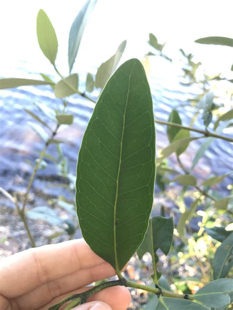 What Kind Of Mangrove Is That Uf Ifas Extension Pinellas County