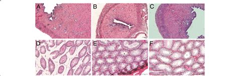 Representative Photomicrographs Of Gonadal Structures Of The