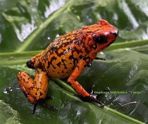 Dart Frog O Histrionica Fuego Oophaga Histrionica Cites Cb