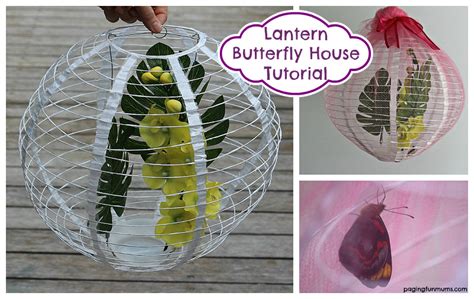 Paper Lantern Butterfly House