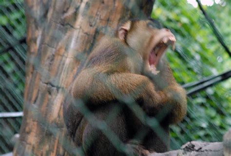 Ragunan Zoo, Jakarta