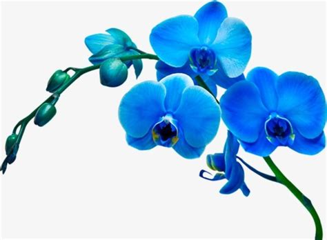 Three Blue Flowers With Green Stems Against A White Background In The