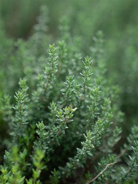 Learn How To Grow Thyme Herbs In The Garden