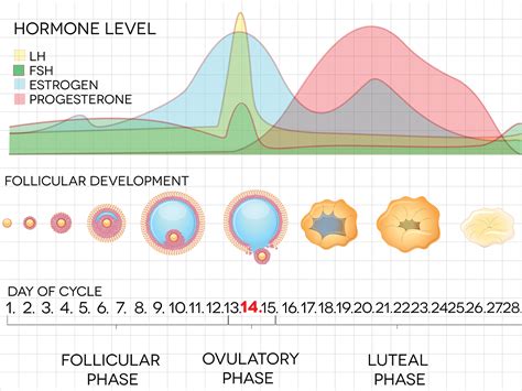 How Your Monthly Cycles Relates To Your Fertility Fertility Answers